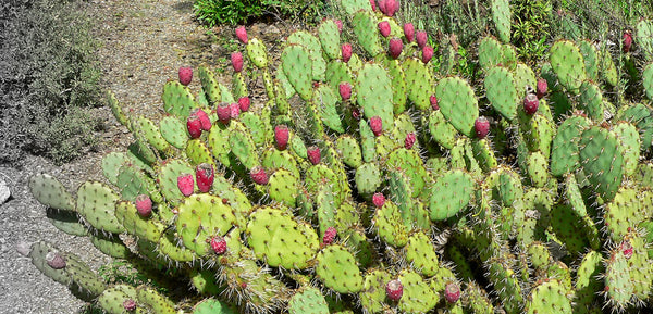 The miracle of prickly pear